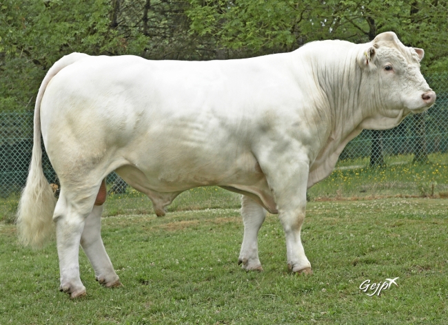 DOSE TAUREAU RONAN - NFR5343819904 - 38A0044