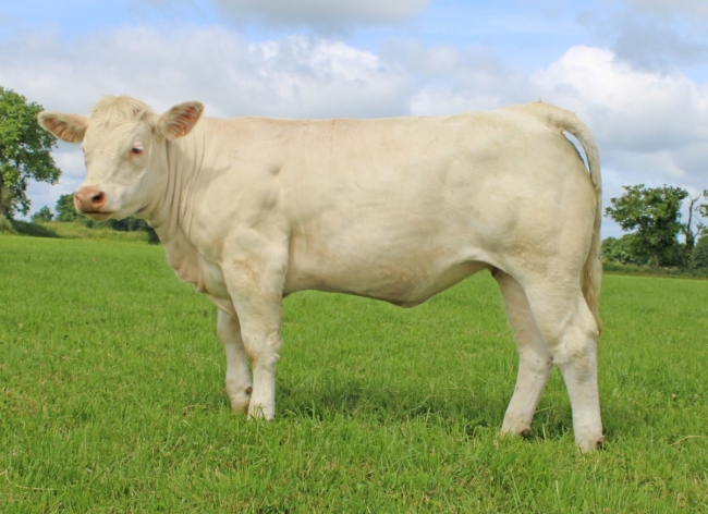 DOSE TAUREAU RONAN - NFR5343819904 - 38A0044