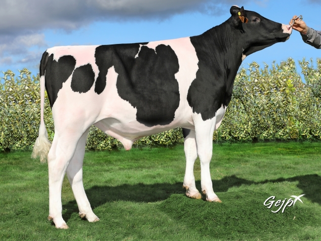 DOSE TAUREAU NEWMAN - NFR5344216756 - 6691924