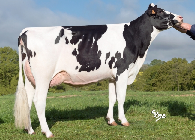 DOSE TAUREAU NORBAY - NFR5344216853 - 6692809