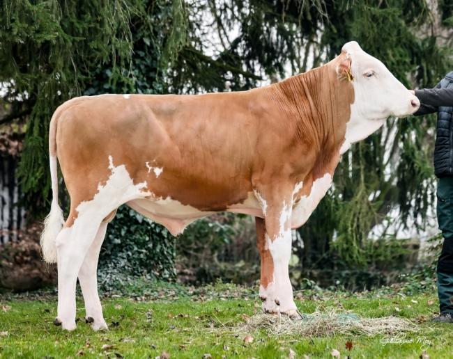 DOSE TAUREAU UPPERCUT  - NFR5345302506 - 35A3581