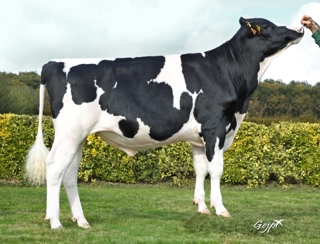 DOSE TAUREAU RIKENT - NFR5348225815 - 6696813