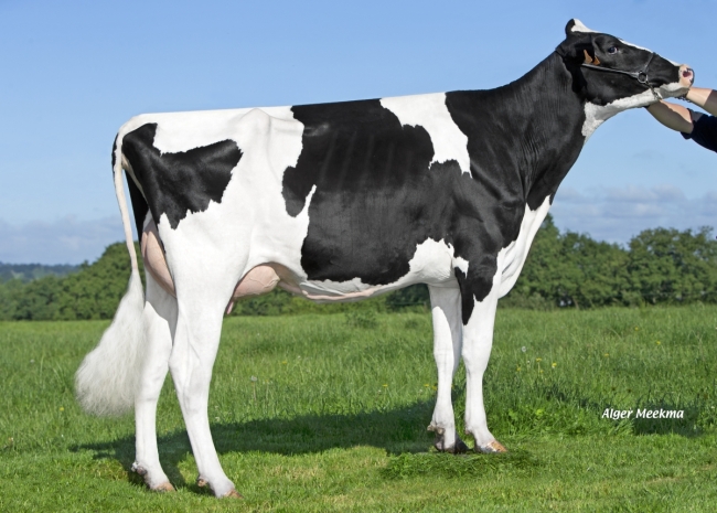 DOSE TAUREAU TRILENT - NFR5348226020 - 66A0742