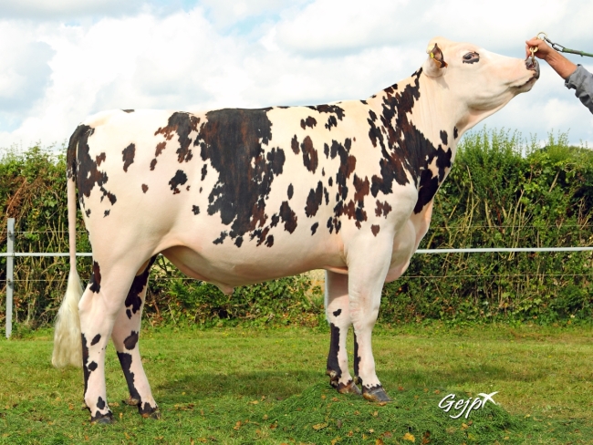 DOSE TAUREAU ISTAMBULL - NFR5352378759 - 5685416