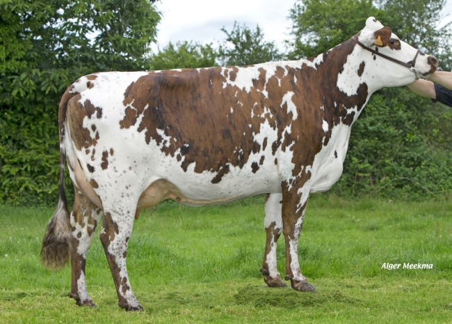 DOSE TAUREAU ISTAMBULL - NFR5352378759 - 5685416