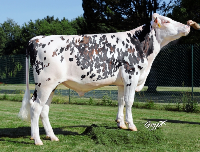 DOSE SEXEE FEM 90 TAUREAU ORIGAMI - XFR5357027868 - 5694910