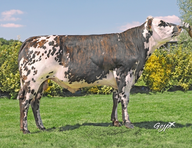 DOSE TAUREAU O REGANS - NFR5360042713 - 5694911