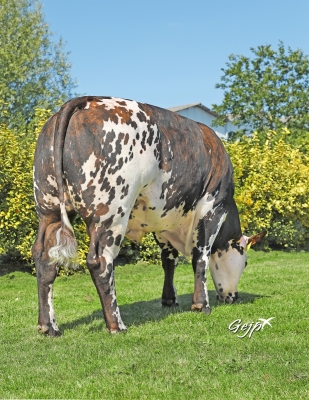 DOSE TAUREAU O REGANS - NFR5360042713 - 5694911