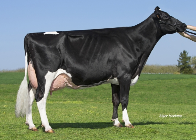 DOSE TAUREAU JUBILEE - NFR5363608880 - 6687674