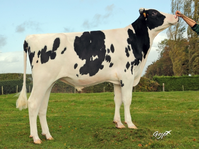DOSE TAUREAU INPUT - NFR5363617632 - 6686004