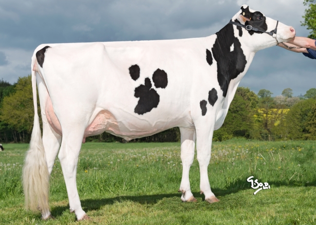DOSE TAUREAU NIKERBY - NFR5367323198 - 6692896
