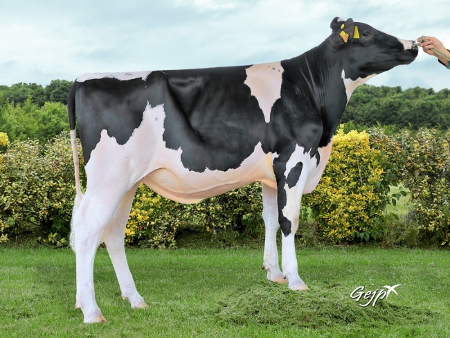 DOSE TAUREAU OKOCHA - NFR5367323203 - 6692897