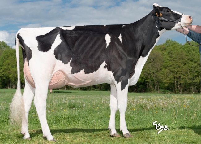 DOSE TAUREAU OKOCHA - NFR5367323203 - 6692897