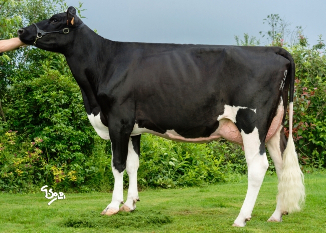 DOSE TAUREAU JAIKO RED - NFR5367417276 - 6687559