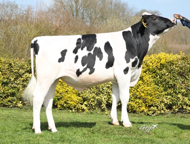 DOSE TAUREAU SORRY P - NFR5368969709 - 6697640