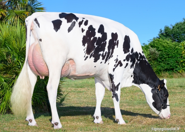 DOSE TAUREAU SORRY P - NFR5368969709 - 6697640