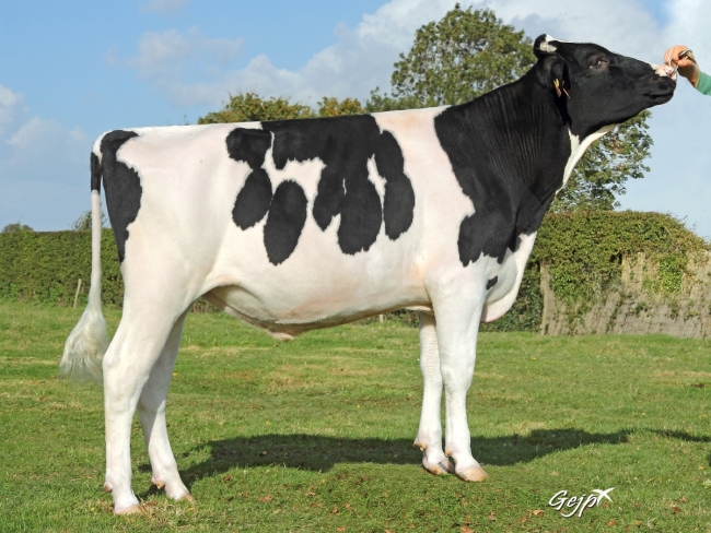 DOSE TAUREAU INSIDER - NFR5368980695 - 6686008