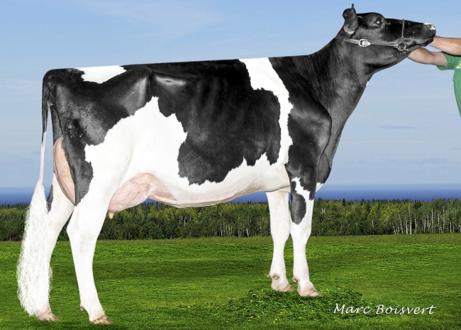 DOSE TAUREAU INSIDER - NFR5368980695 - 6686008