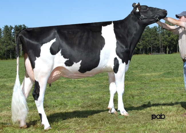 DOSE TAUREAU INSIDER - NFR5368980695 - 6686008