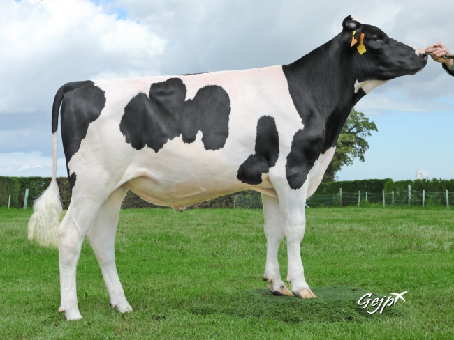 DOSE TAUREAU ONEIL - NFR5368981144 - 6693038
