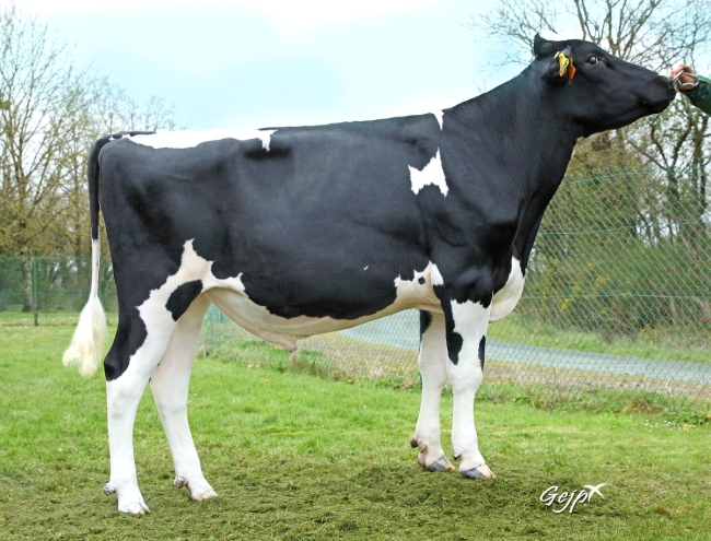 DOSE TAUREAU SIDNEY P - NFR5368981540 - 66A0211