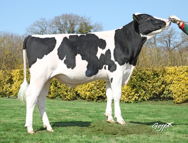 DOSE TAUREAU PACOLINE - NFR5373868933 - 6695956