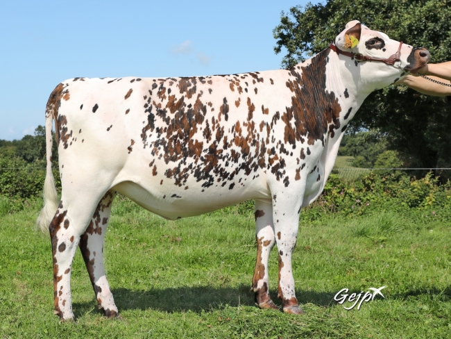 DOSE TAUREAU MONTFORT - NFR5380803345 - 5691608
