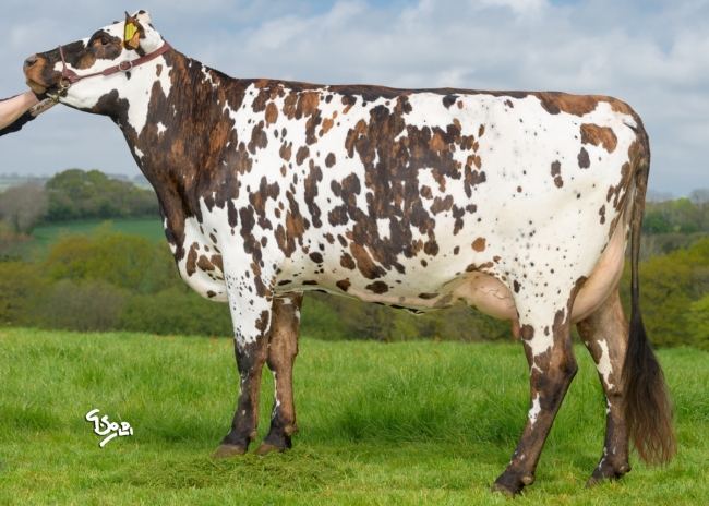 DOSE TAUREAU MONTFORT - NFR5380803345 - 5691608