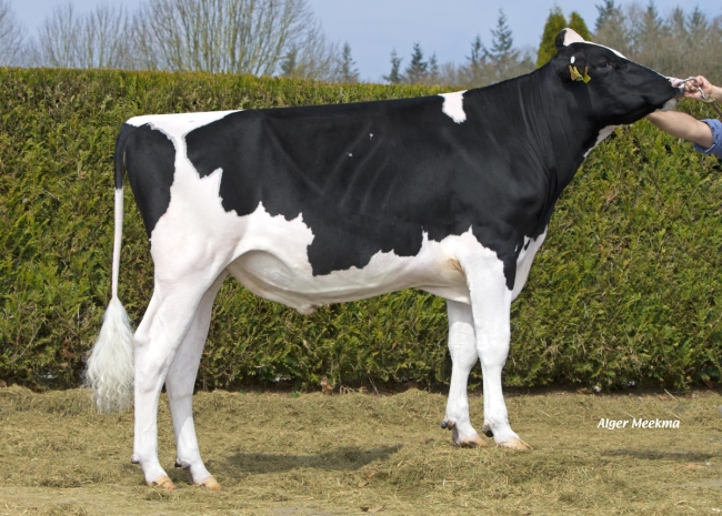 DOSE TAUREAU ILETOP - NFR5502187340 - 6686066
