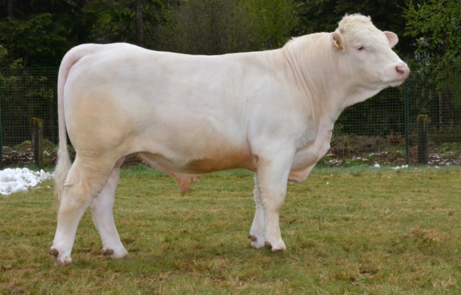 DOSE TAUREAU LISSEY - NFR5502328649 - 3890875