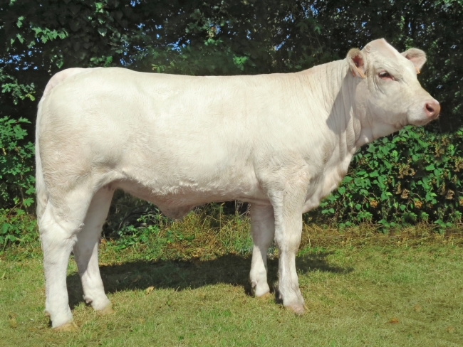 DOSE TAUREAU LISSEY - NFR5502328649 - 3890875