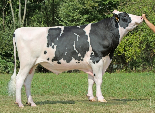 DOSE TAUREAU REMEMBER - NFR5502632933 - 6696558
