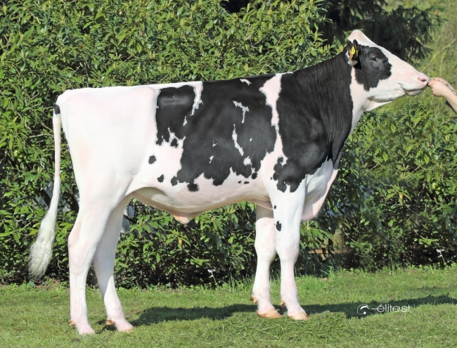 DOSE TAUREAU REMEMBER - NFR5502632933 - 6696558