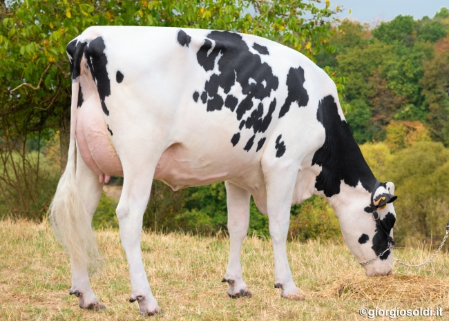 DOSE TAUREAU REMEMBER - NFR5502632933 - 6696558