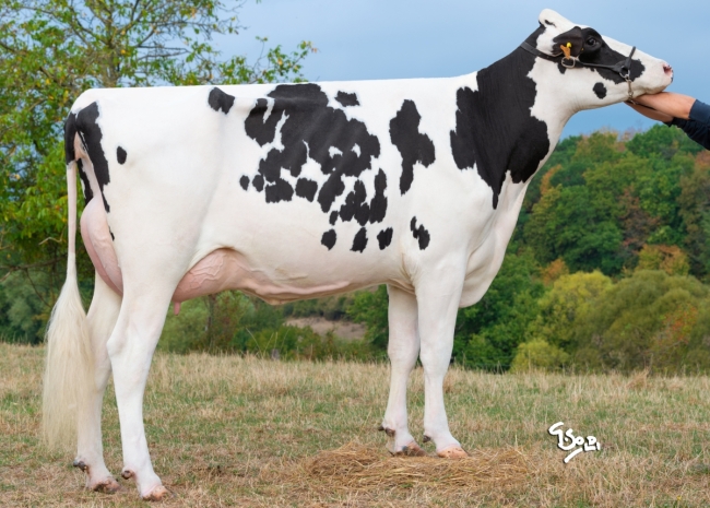DOSE TAUREAU REMEMBER - NFR5502632933 - 6696558