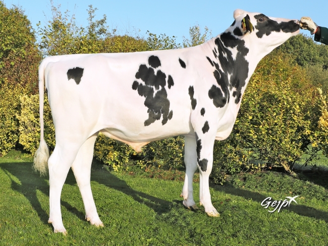 DOSE TAUREAU OFFREDO - NFR5613144227 - 6694533