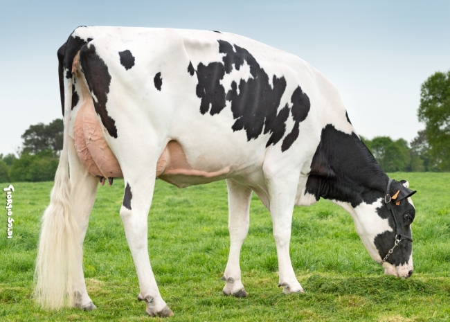 DOSE TAUREAU OFFREDO - NFR5613144227 - 6694533
