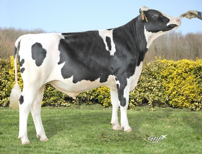 DOSE TAUREAU TOUGLAZ  - NFR5620100495 - 66A1736