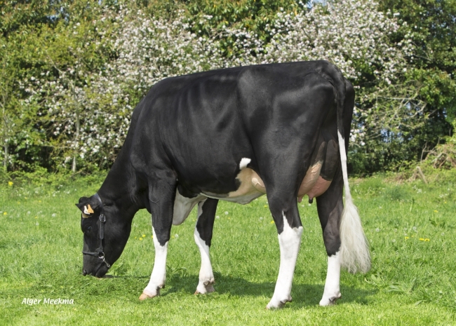 DOSE TAUREAU JAIKIDO - NFR5624434559 - 6687895
