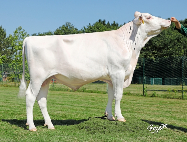 DOSE TAUREAU ORADE - NFR5625554143 - 6695026