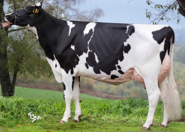 DOSE TAUREAU ORADE - NFR5625554143 - 6695026