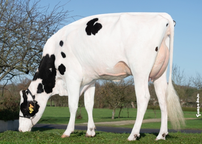 DOSE TAUREAU RIZZO P - NFR5625554256 - 6696638