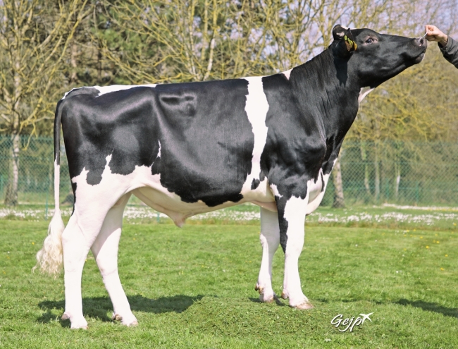 DOSE TAUREAU RADOMIR RF - NFR5625554321 - 6697333