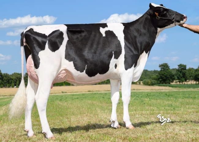 DOSE TAUREAU ROKER - NFR5625554347 - 6698162