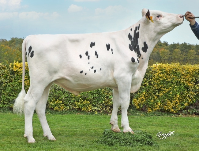 DOSE TAUREAU SPIELBERG - NFR5625947814 - 6698804