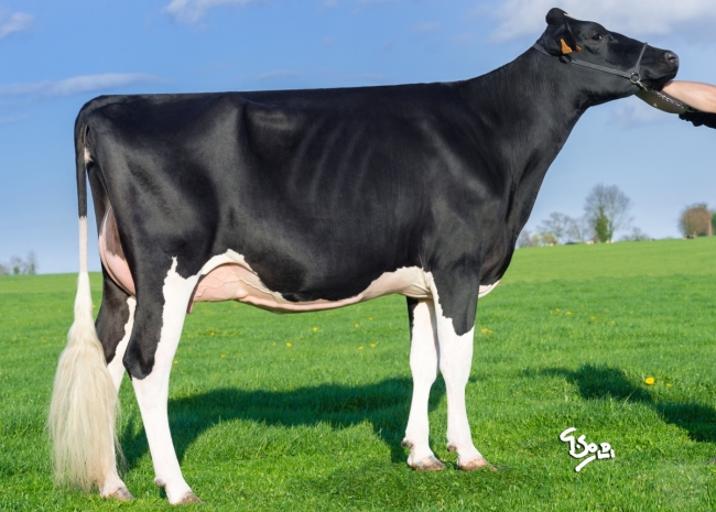 DOSE TAUREAU ISSOUDUN - NFR5628132657 - 6685295