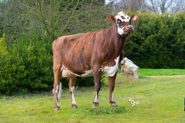 DOSE TAUREAU RESPECT - NFR5629102032 - 5697293