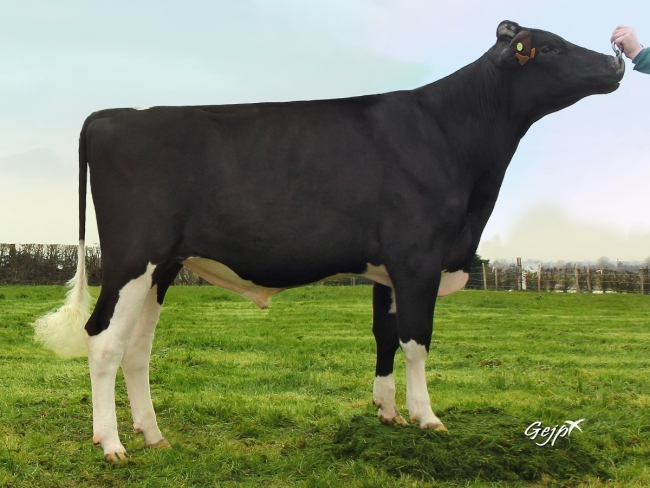 DOSE TAUREAU JEXPLOSE - NFR5630632494 - 6688125