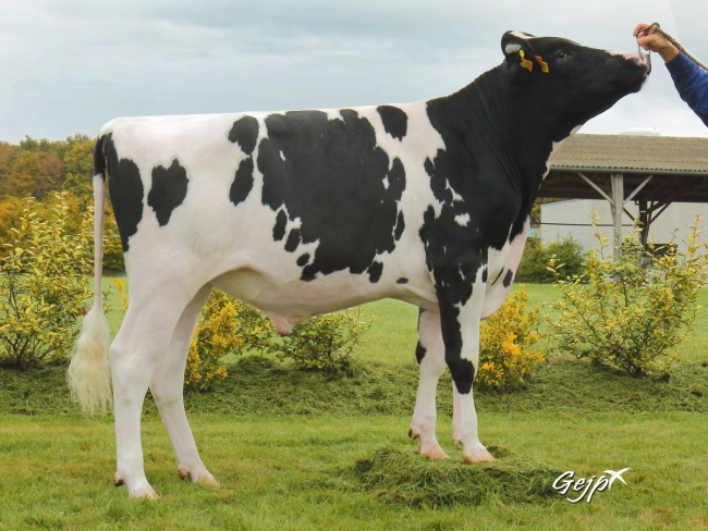 DOSE TAUREAU LANDVIEW - NFR5631923100 - 6688888