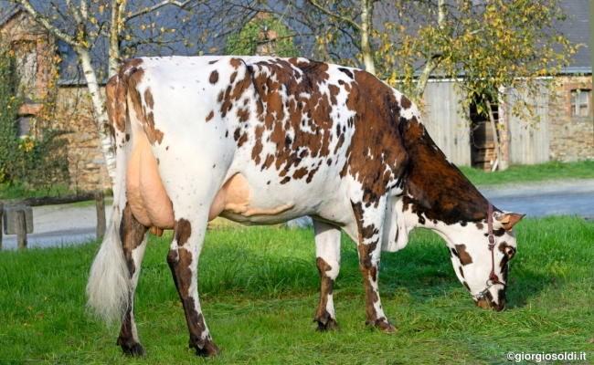 DOSE TAUREAU NOIRDESIR - NFR5631923258 - 5692912